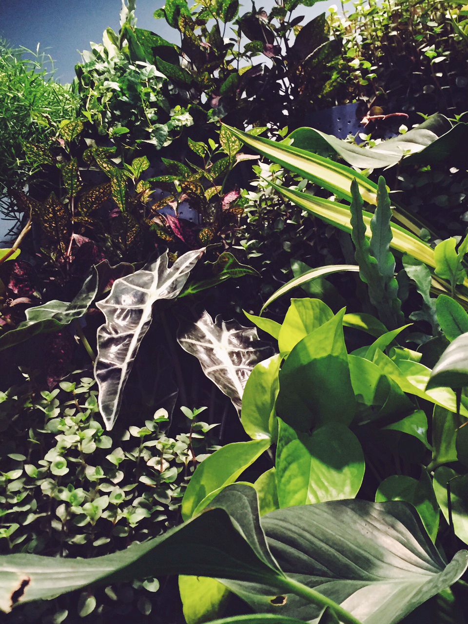 plant_wall_closeup