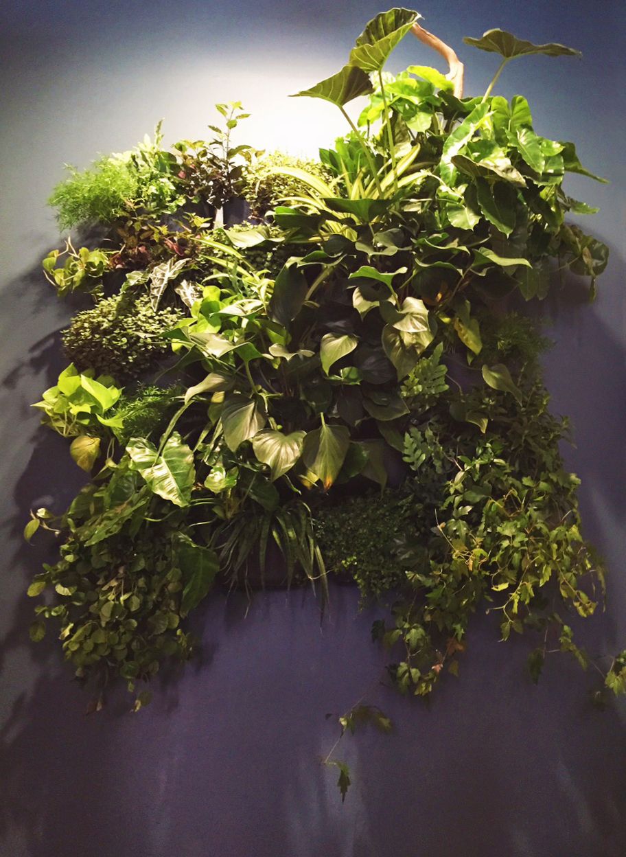 web_plant_wall copy